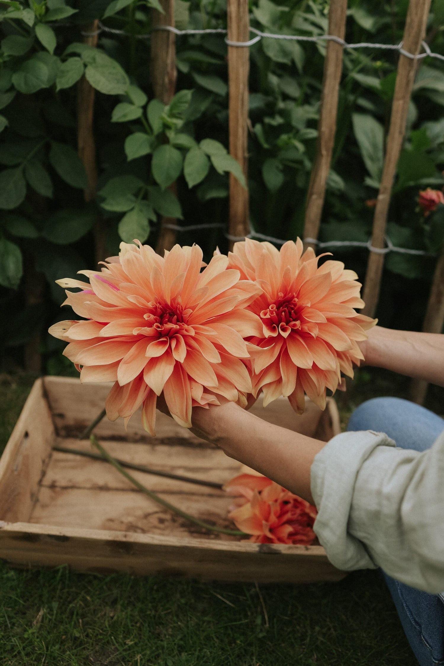 Dahlia - Babylon Bronze