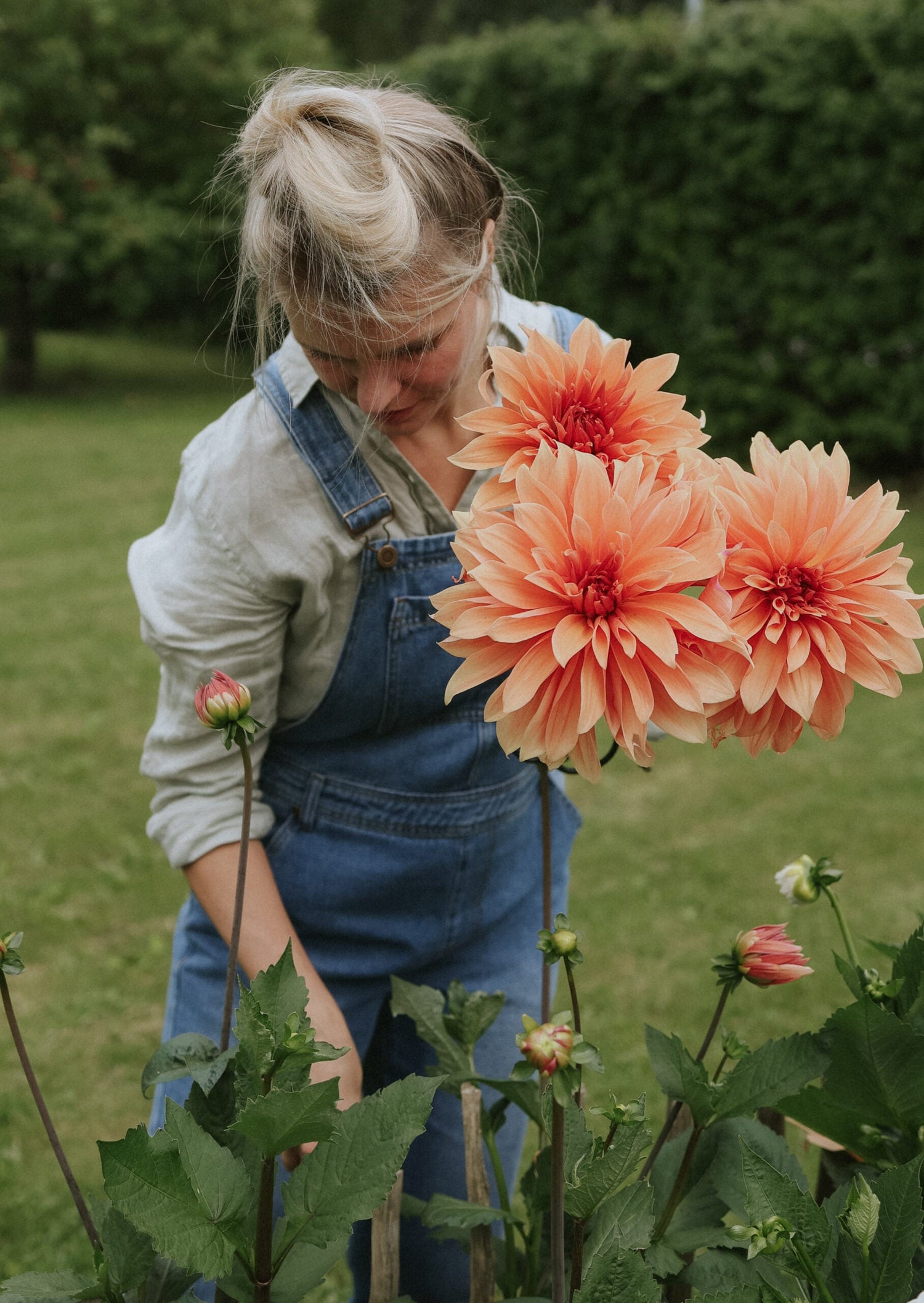 Dahlia - Babylon Bronze