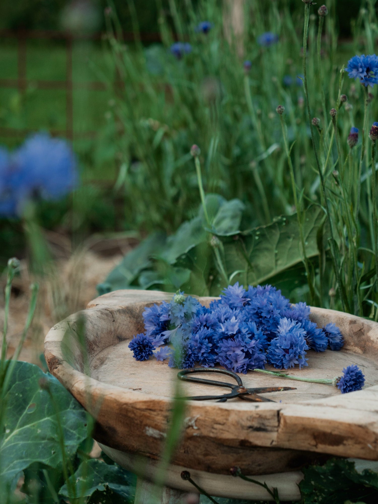 Cornflower - Blue Ball ECO