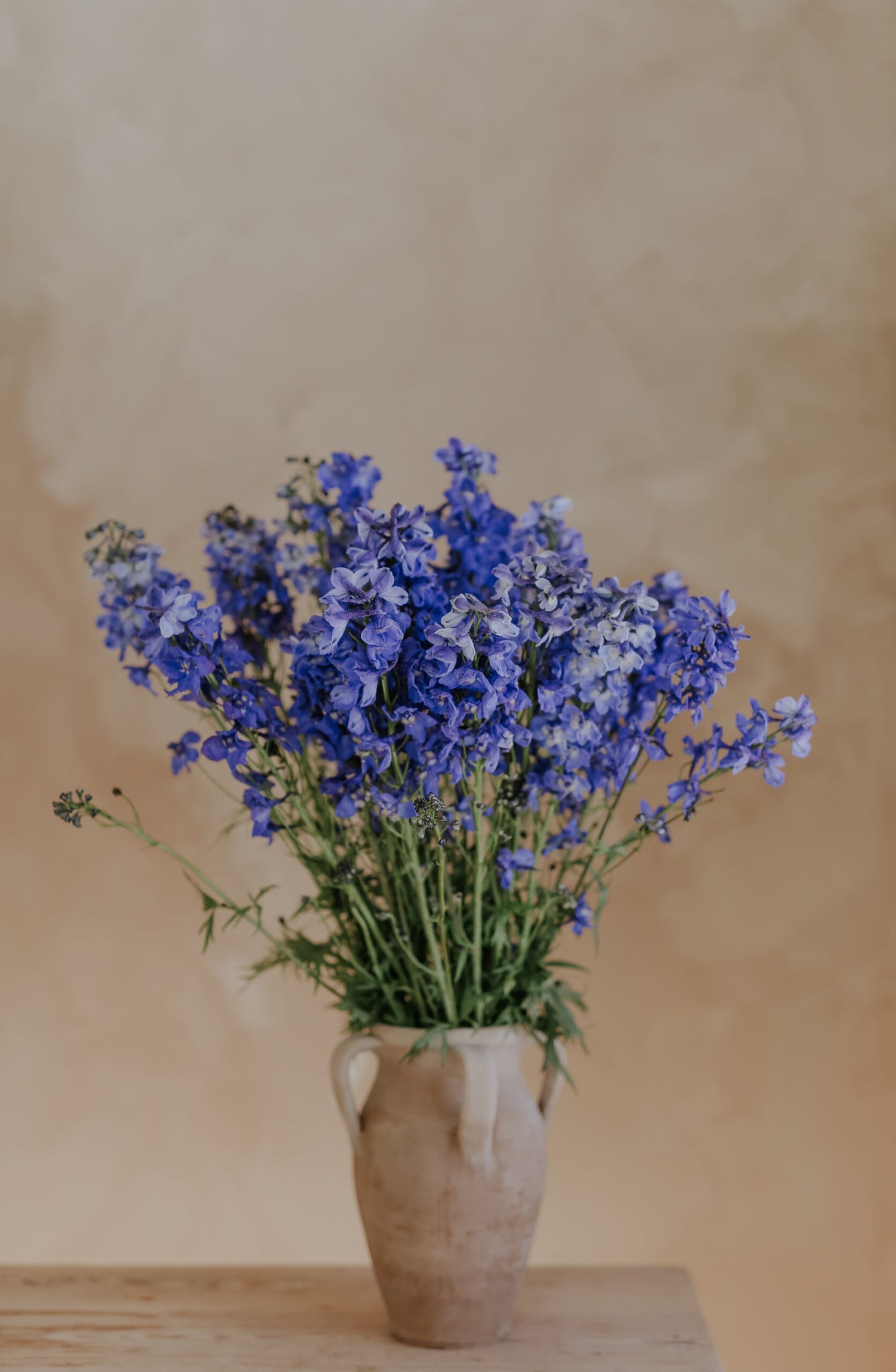 Riddarsporre - Blue Spire