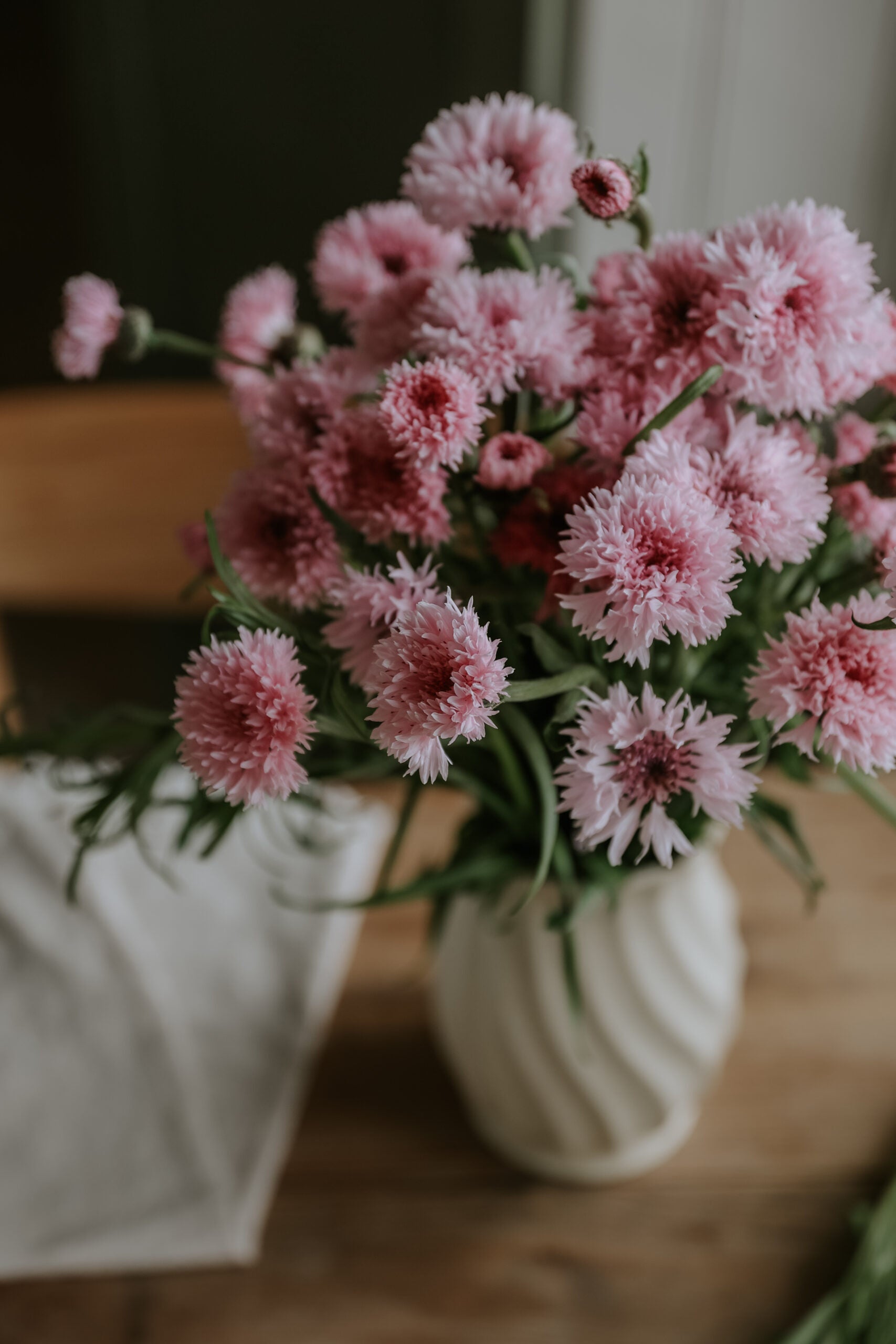 Frøer Blåkornblomst - Pink Ball - kjøp frø online – Florea Garden