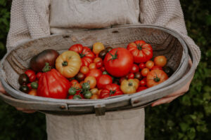 Tomat - Gourman Sun F1