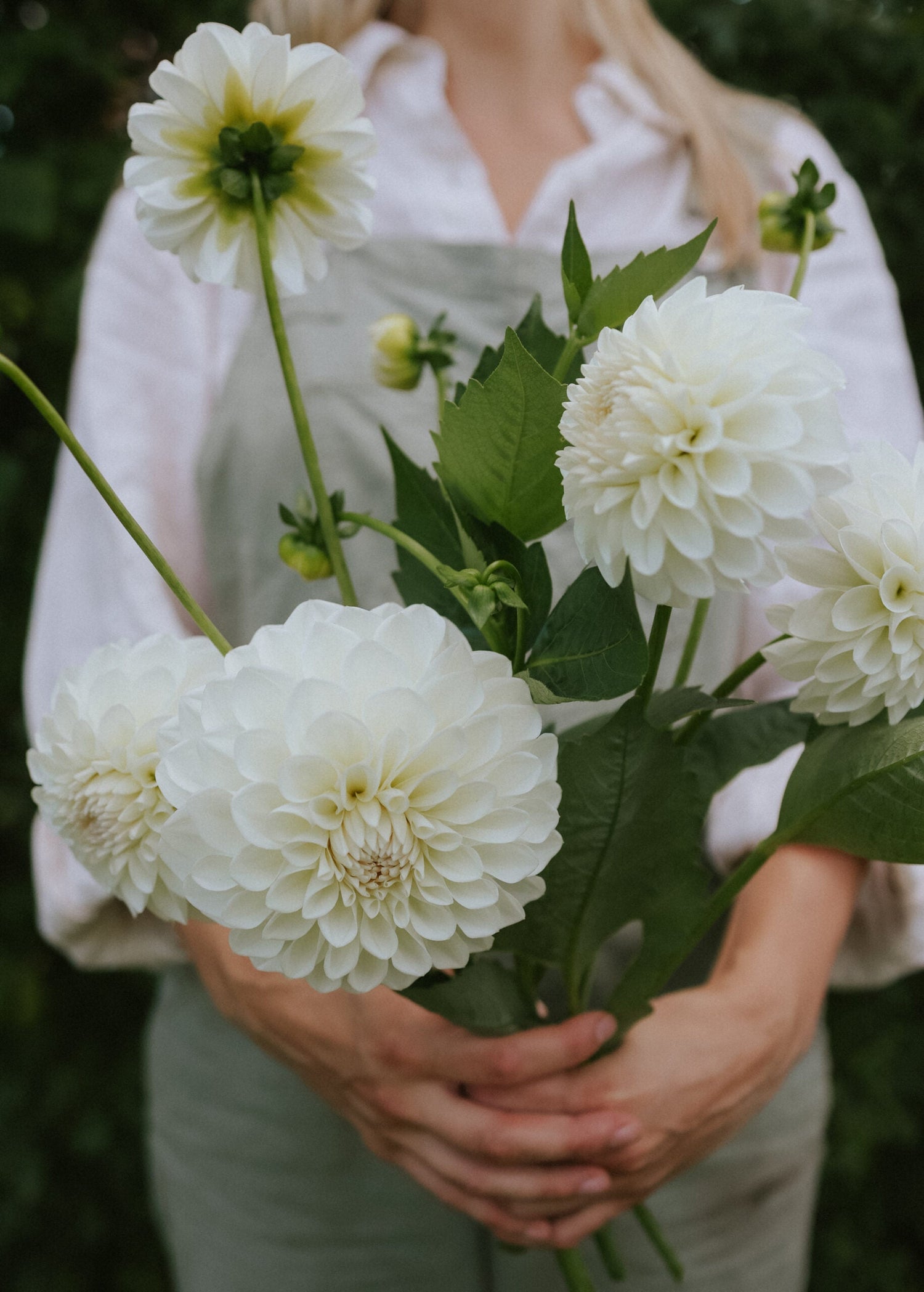 Dahlia - Boom Boom White