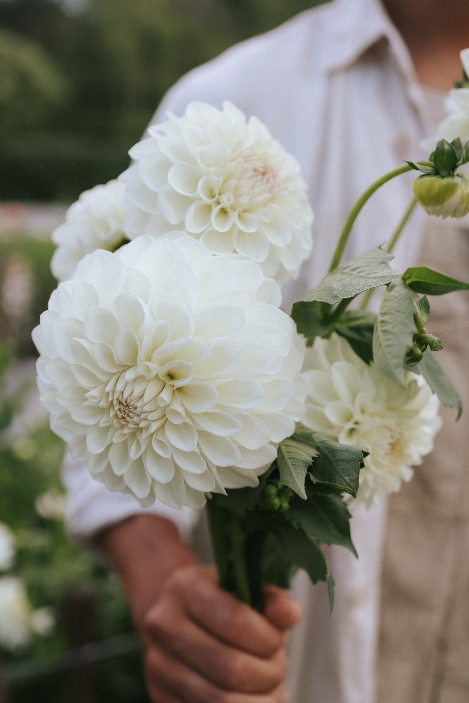 Dahlia - Boom Boom White