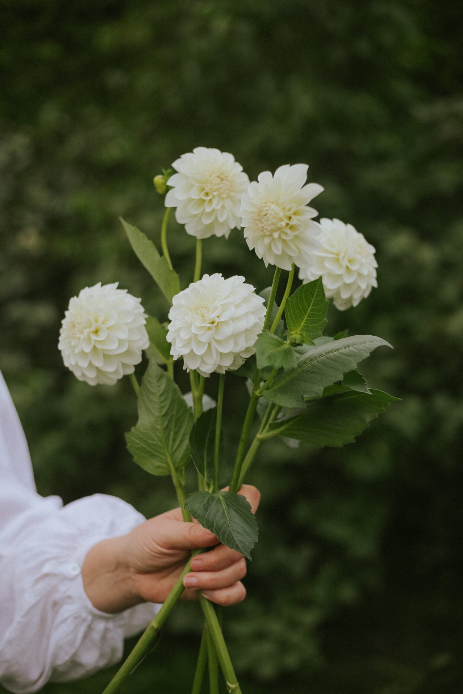 Dahlia - Boom Boom White