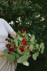 Dværgblomsterkarse - Black Velvet
