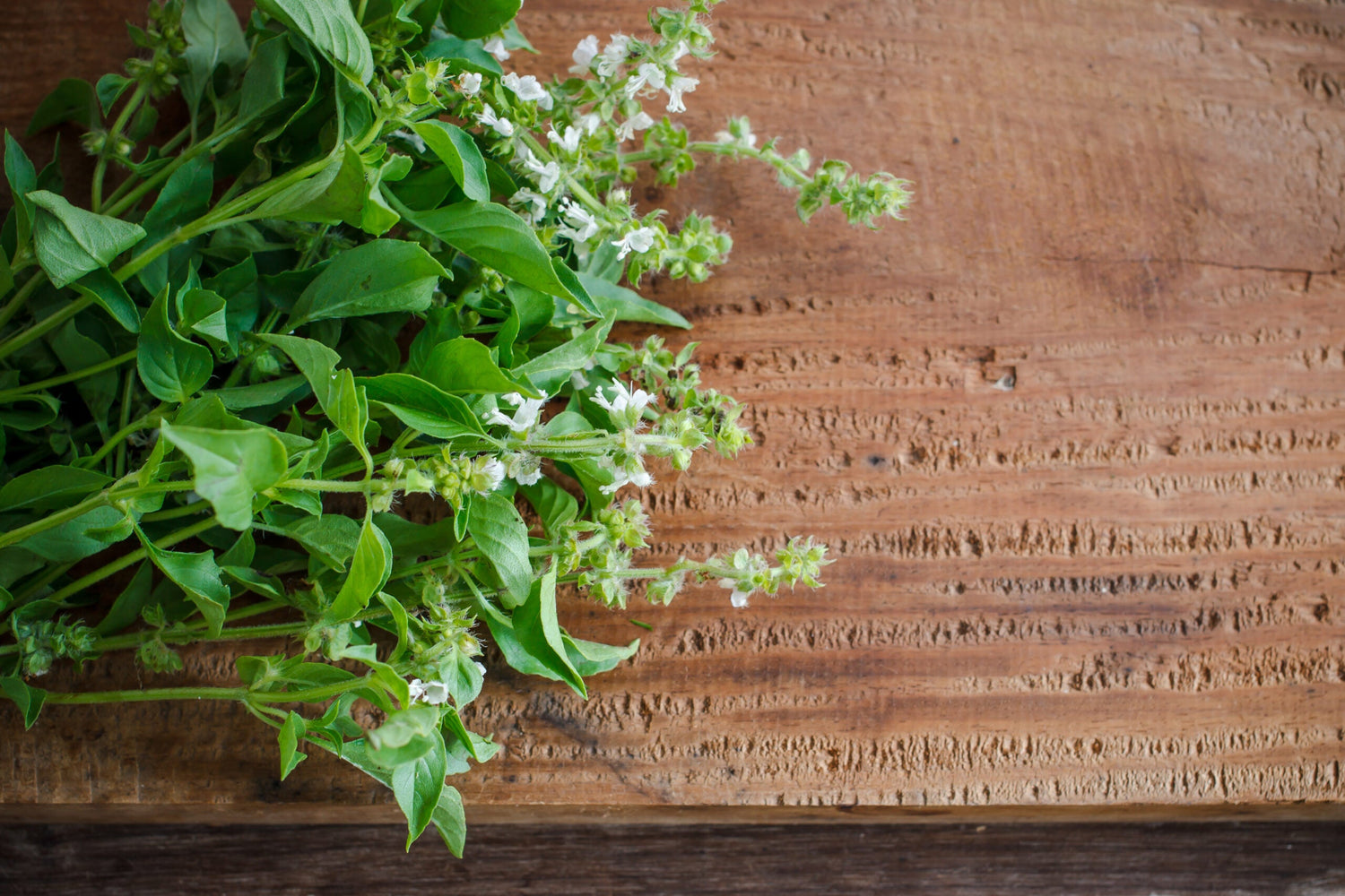 Citronbasilika - Lemon Basil EKO