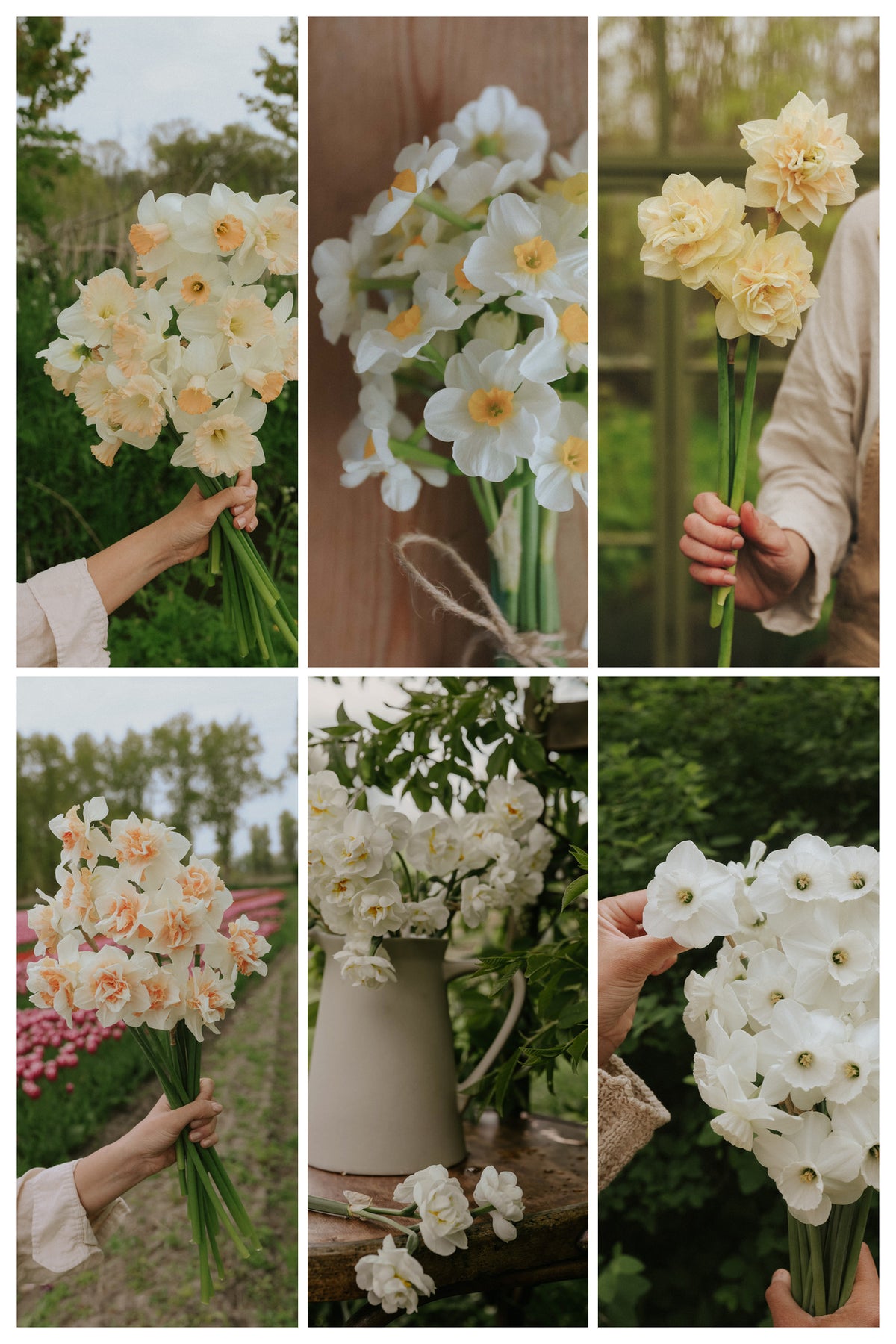 Bulb Kit - Narcissus Favourites