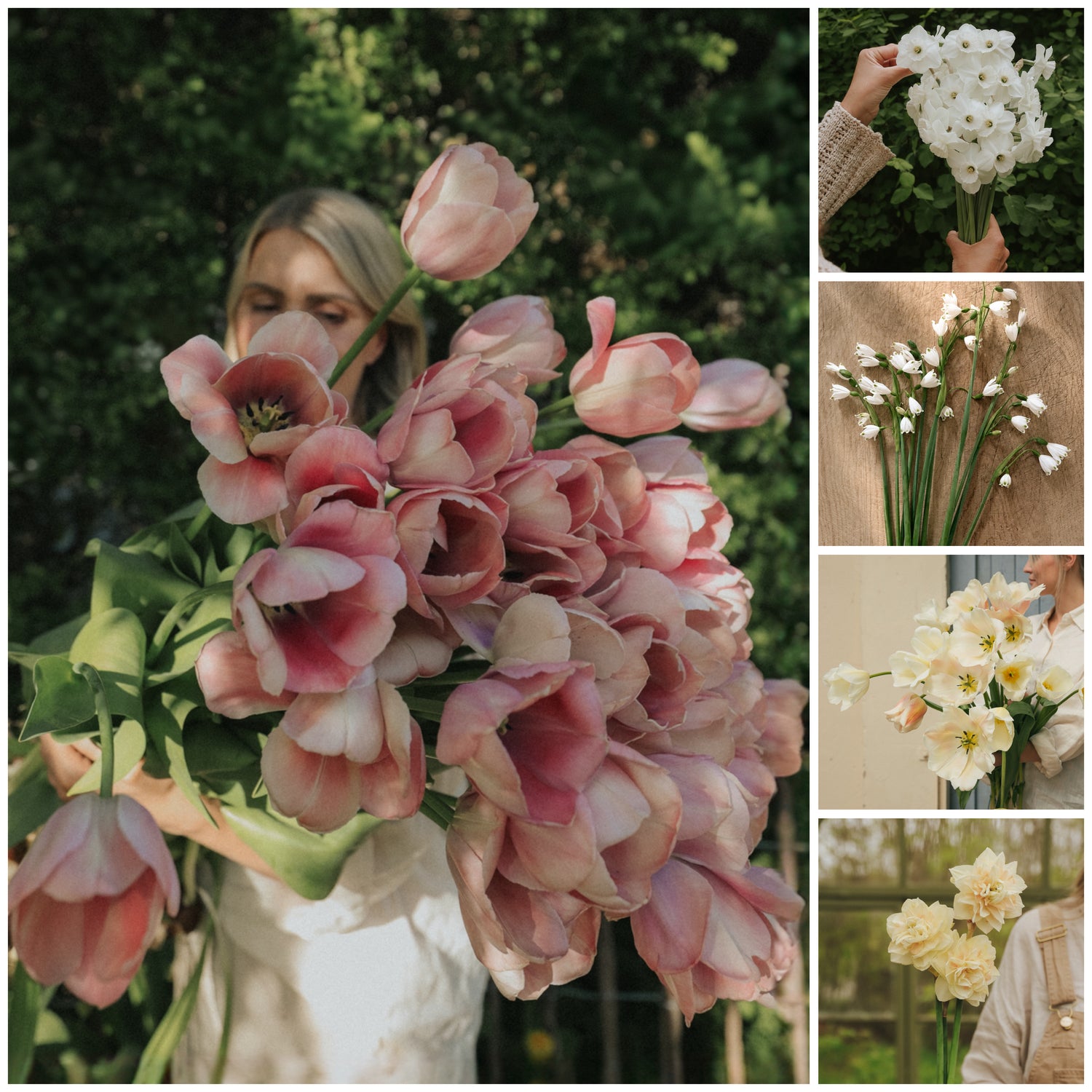 Bulb Pack - Bouquet Favourites