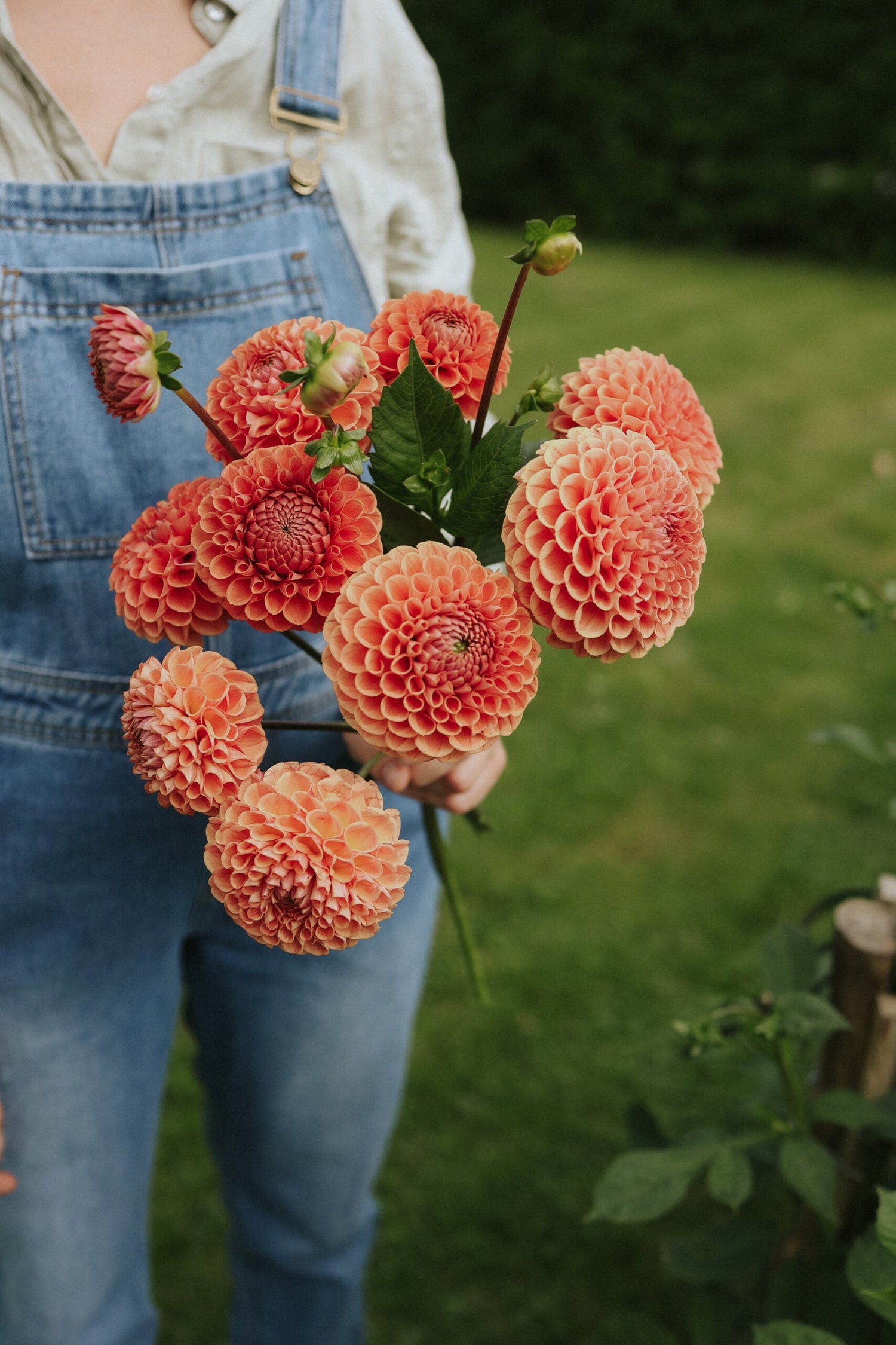 Dahlia - Cornel Bronze