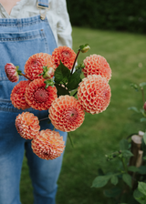 Dahlia - Cornel Bronze