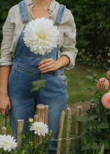 Dahlia - Fleurel