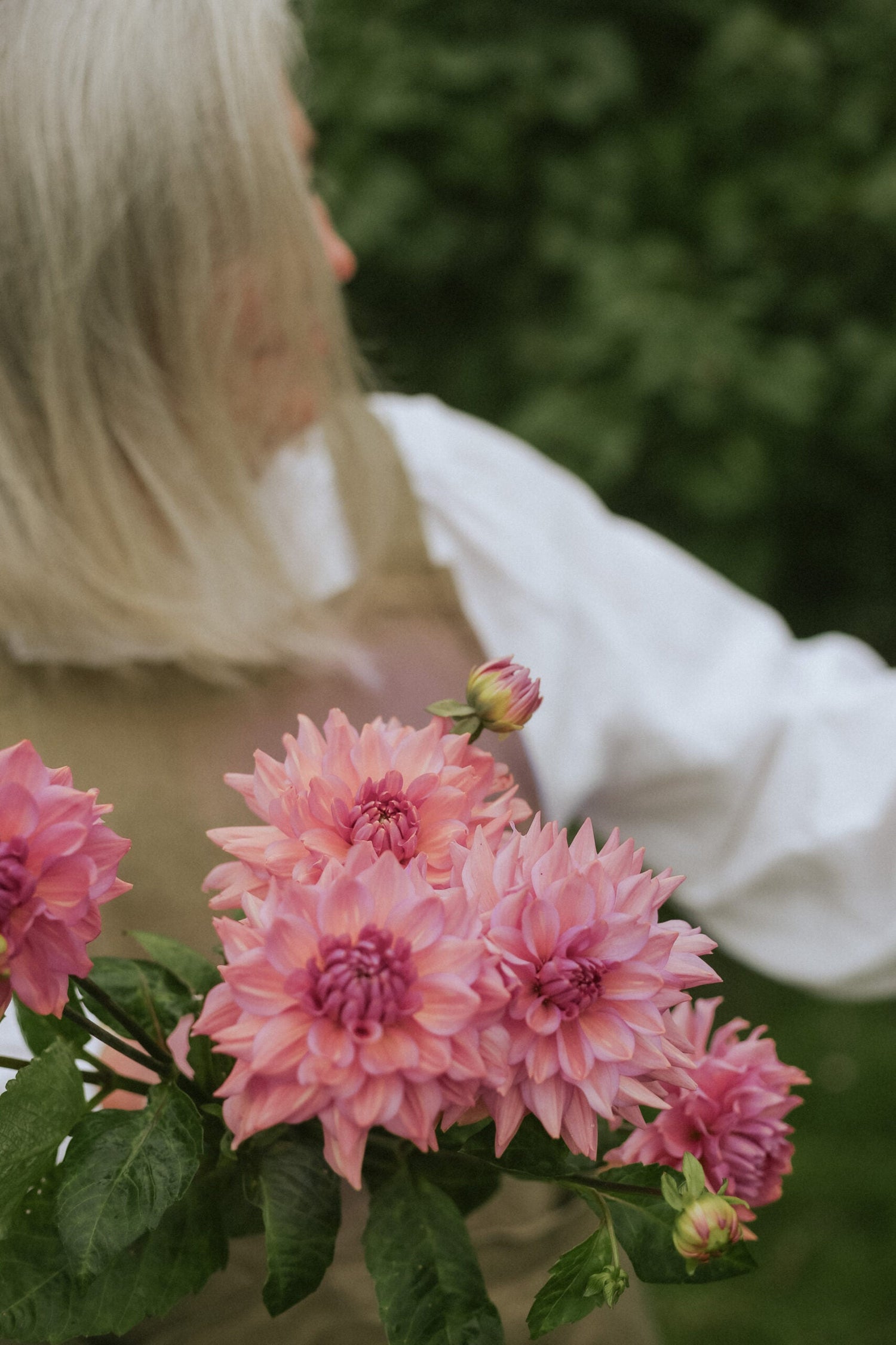 Dahlia - La Belle Epoque