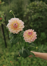 Dahlia - Maya