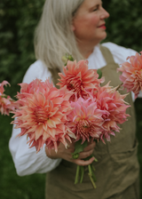 Dahlia - Penhill Watermelon