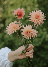 Dahlia - Preference