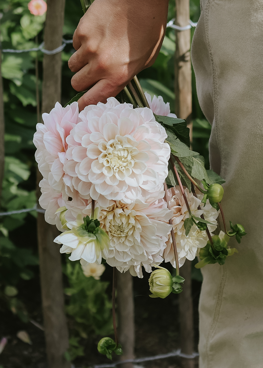 Dahlia - Sweet Nathalie