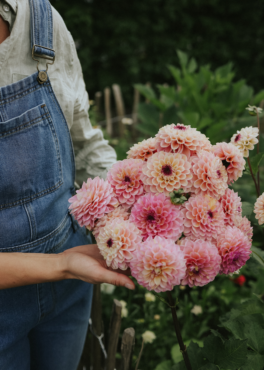 Dahlia - Wine Eyed Jill