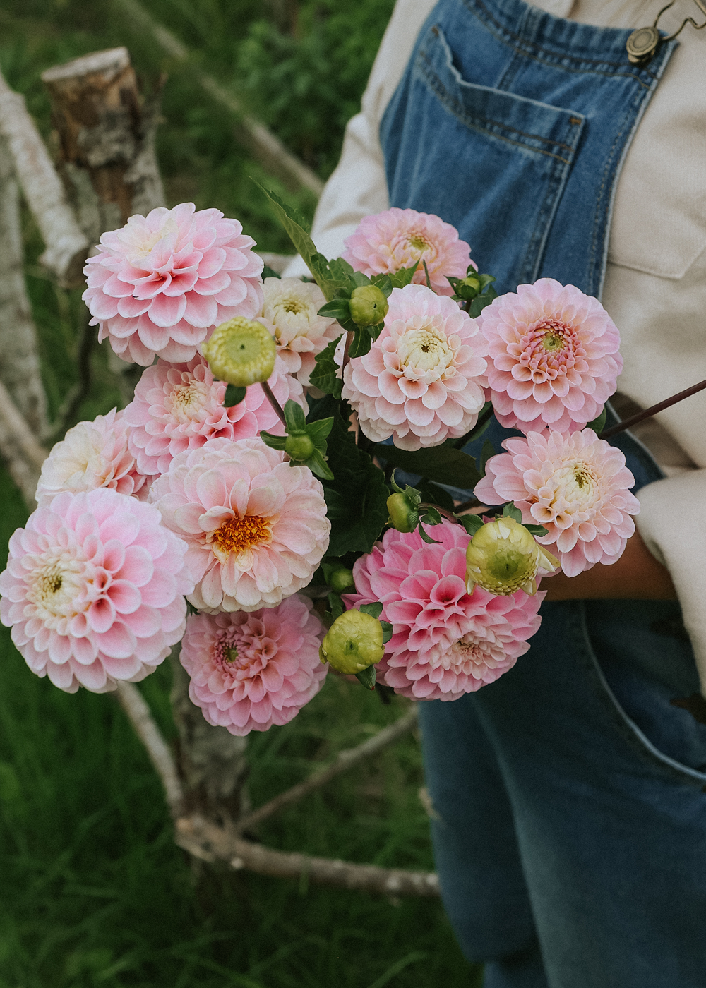 Dahlia - Wizard of Oz