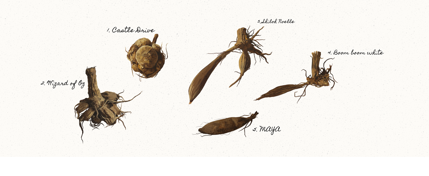 Dahlia - Shiloh Noelle