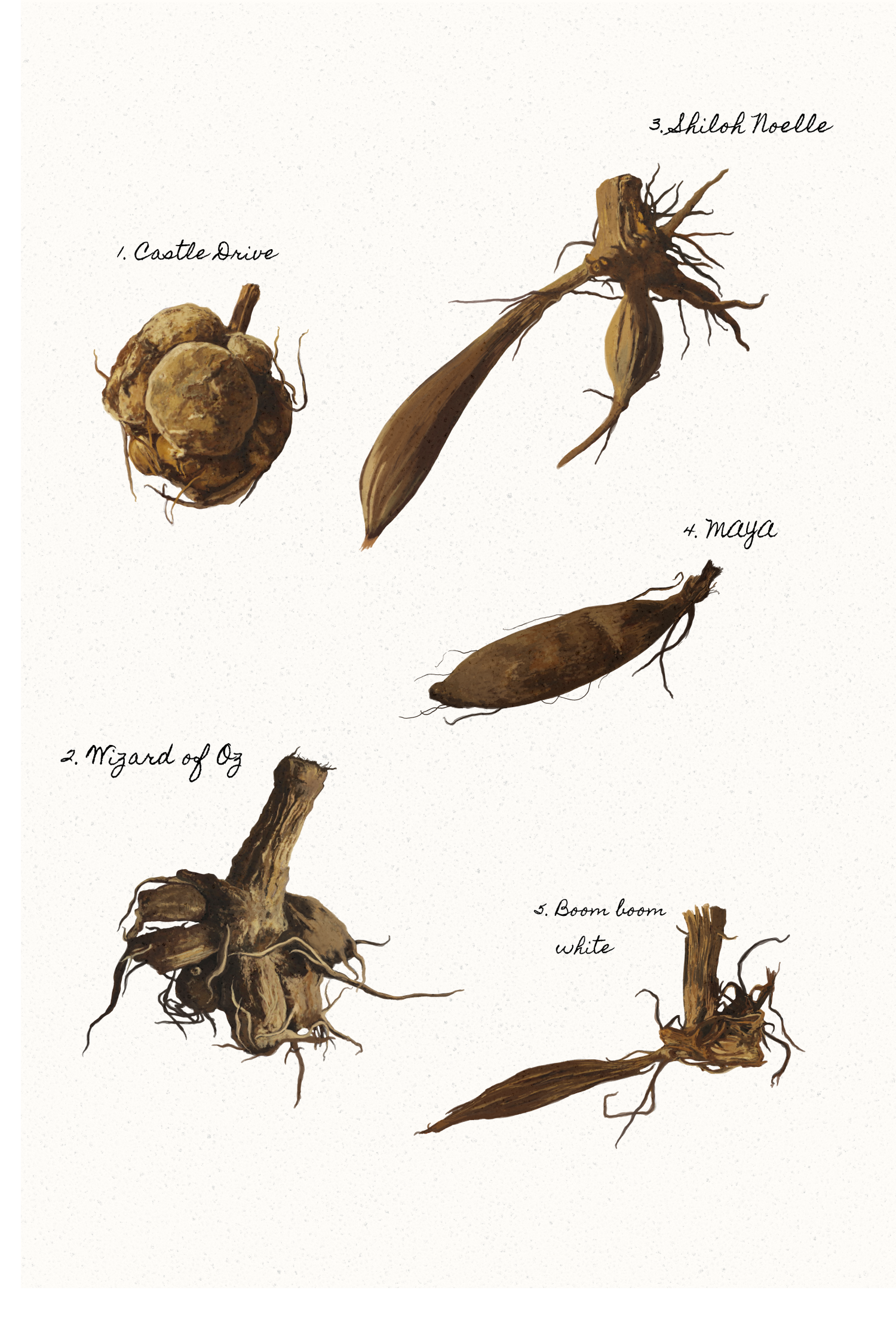 Dahlia - Shiloh Noelle