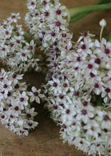 Allium - Silver Spring