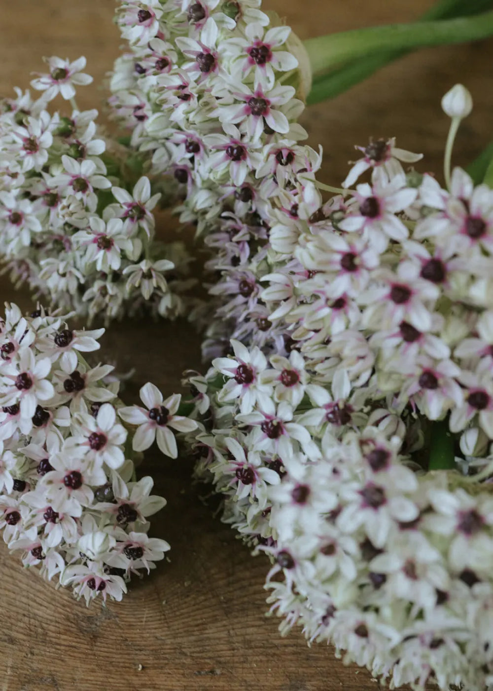 Allium - Silver Spring