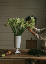 Amaryllis - Mini Green Valley