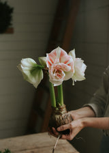 Amaryllis - Nymph