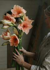 Amaryllis - Rilona