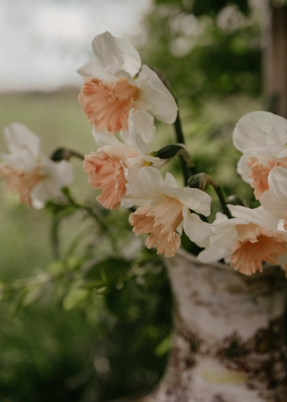 Narciss - British Gamble