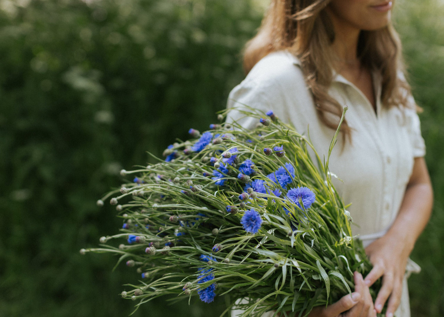 Cornflower - Blue Ball ECO