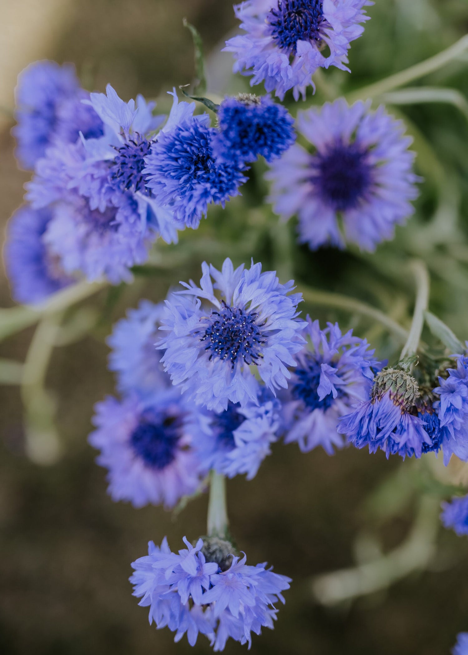 Cornflower - Blue Ball ECO
