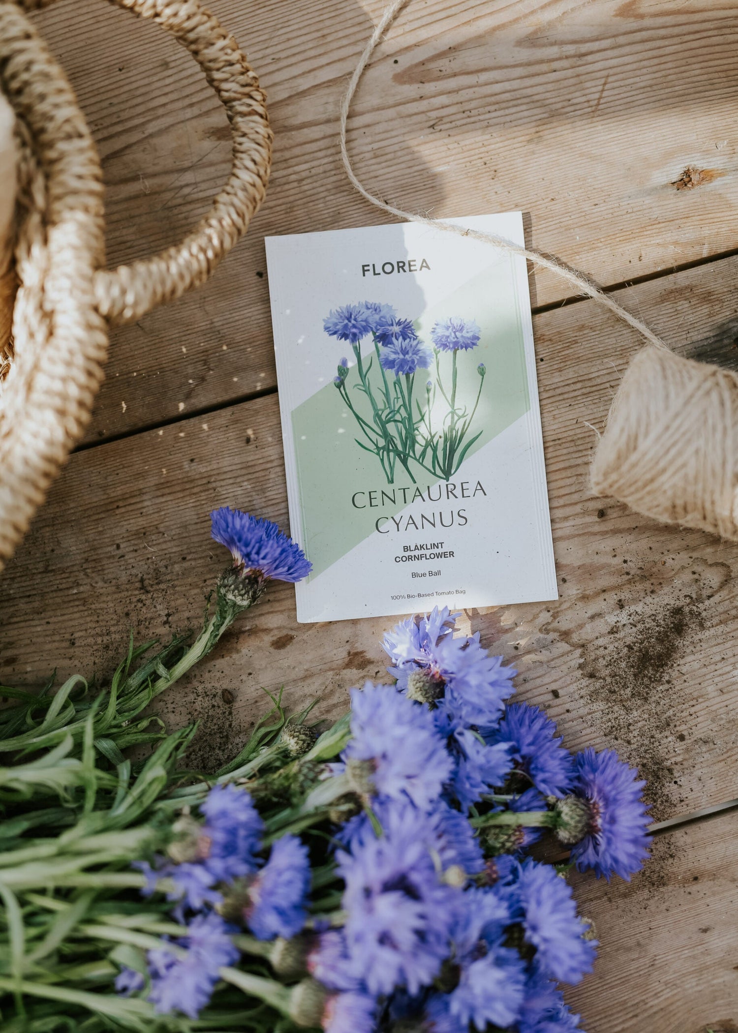 Cornflower - Blue Ball ECO