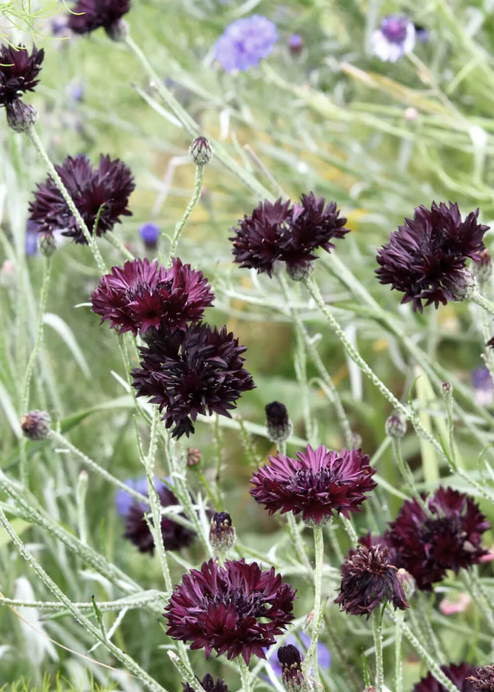Cornflower - Black Ball