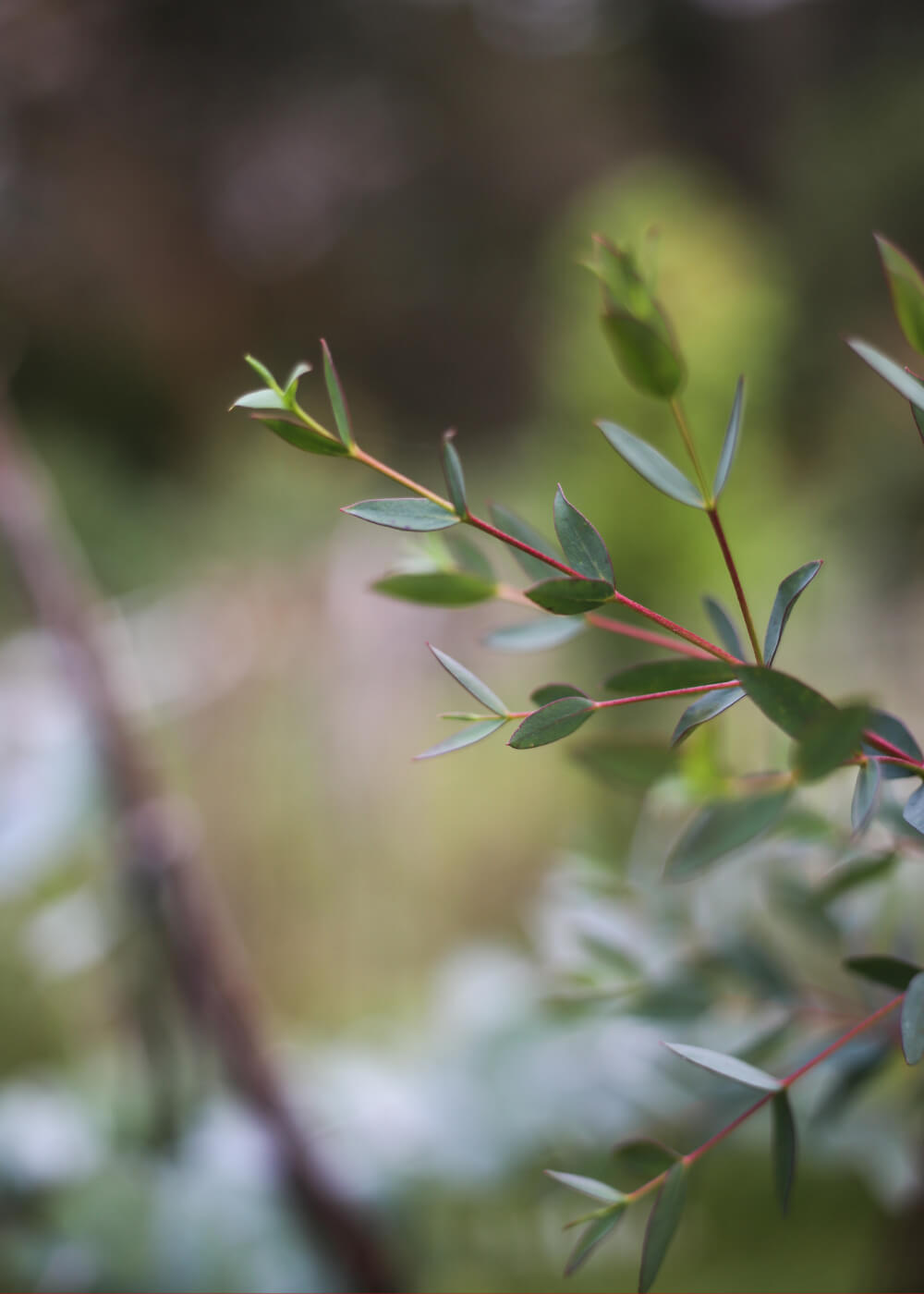 Eucalyptus - Boxwood