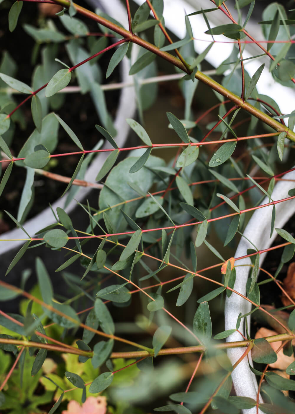 Eucalyptus - Boxwood