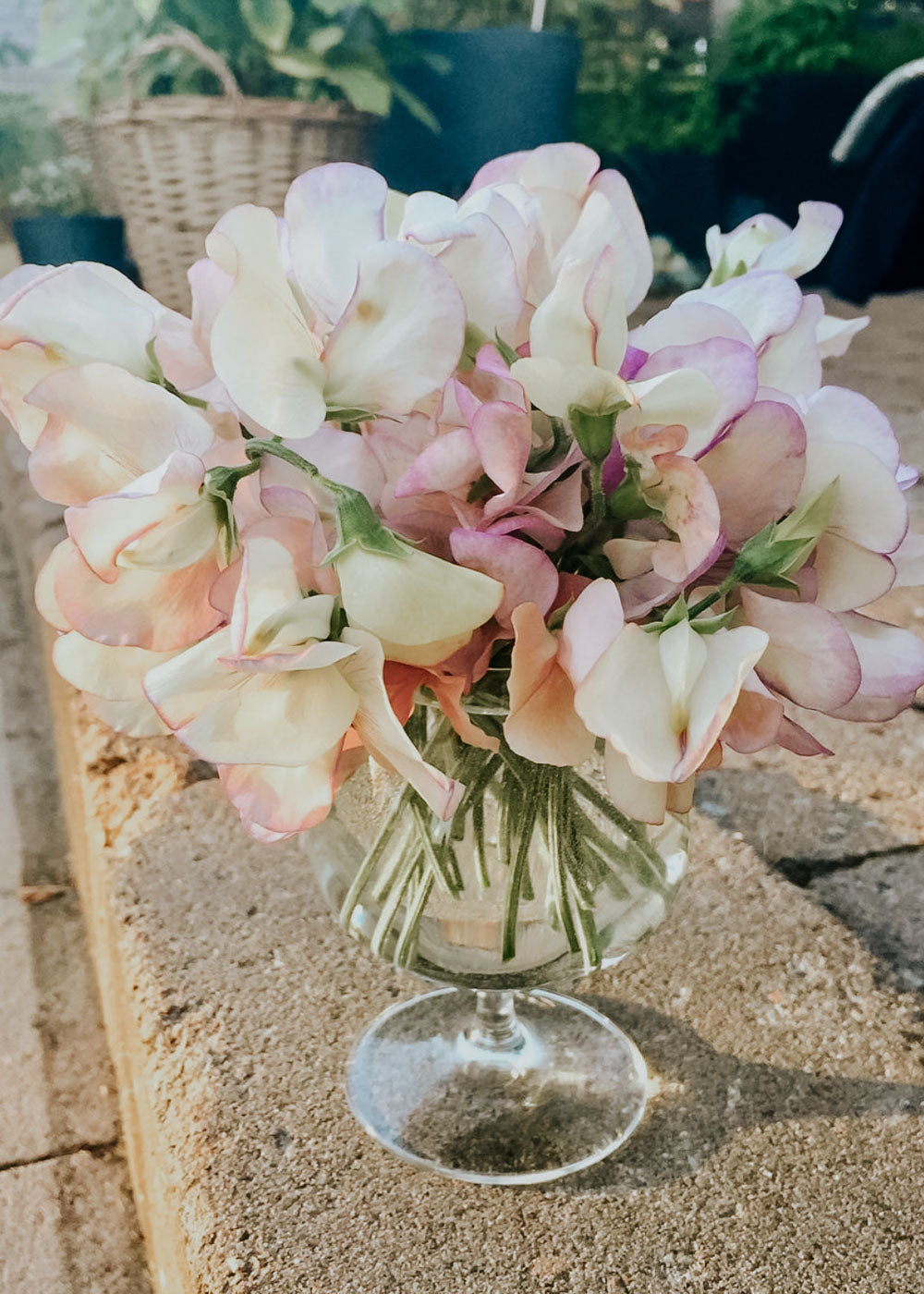 Sweet Pea - High Scent