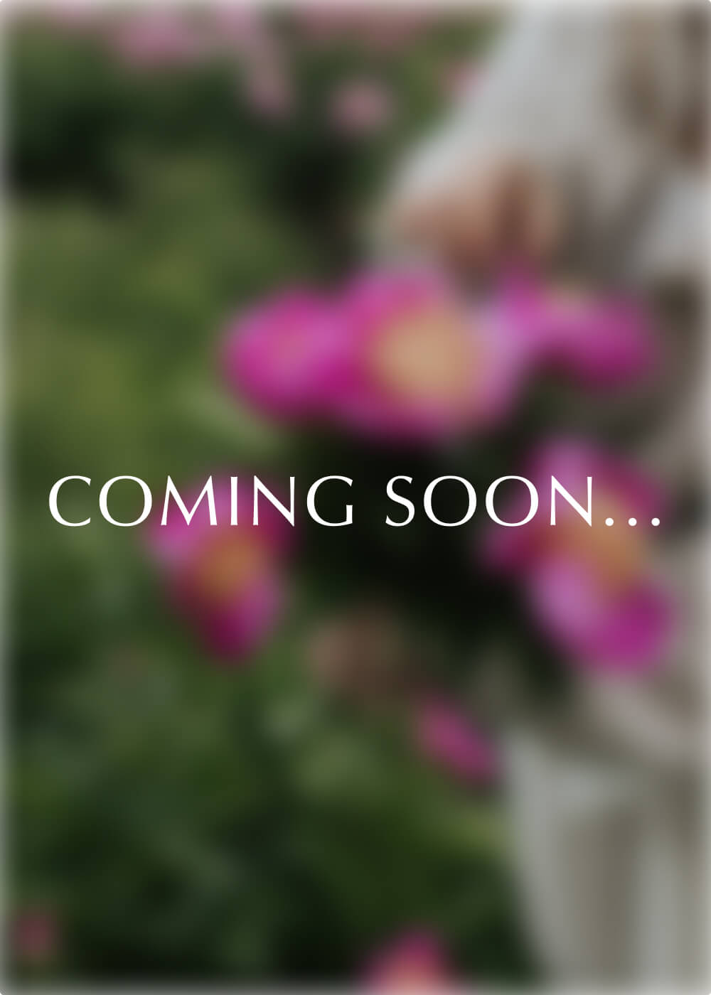 Pion - Bowl of Beauty