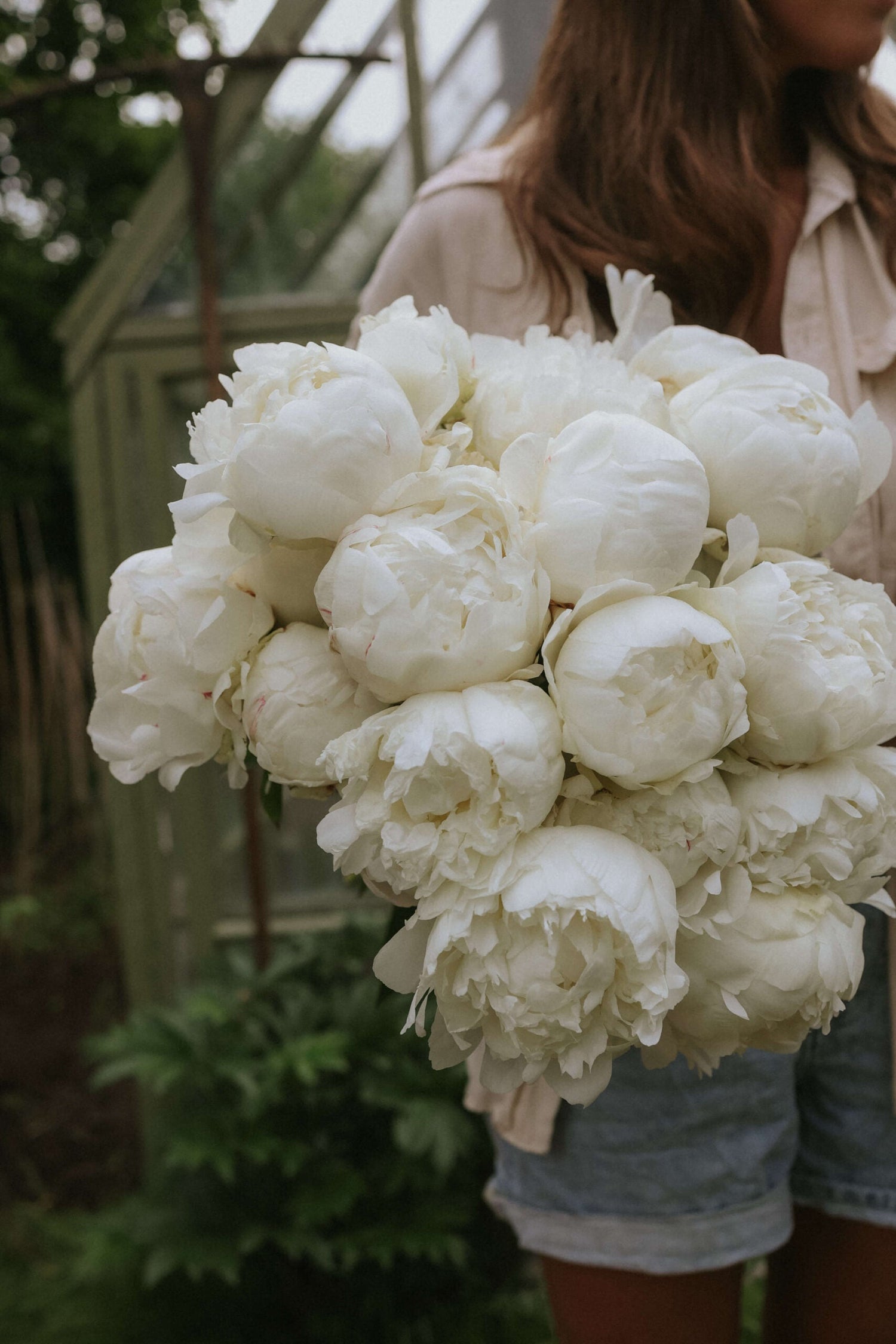 Pion - Fringed Ivory