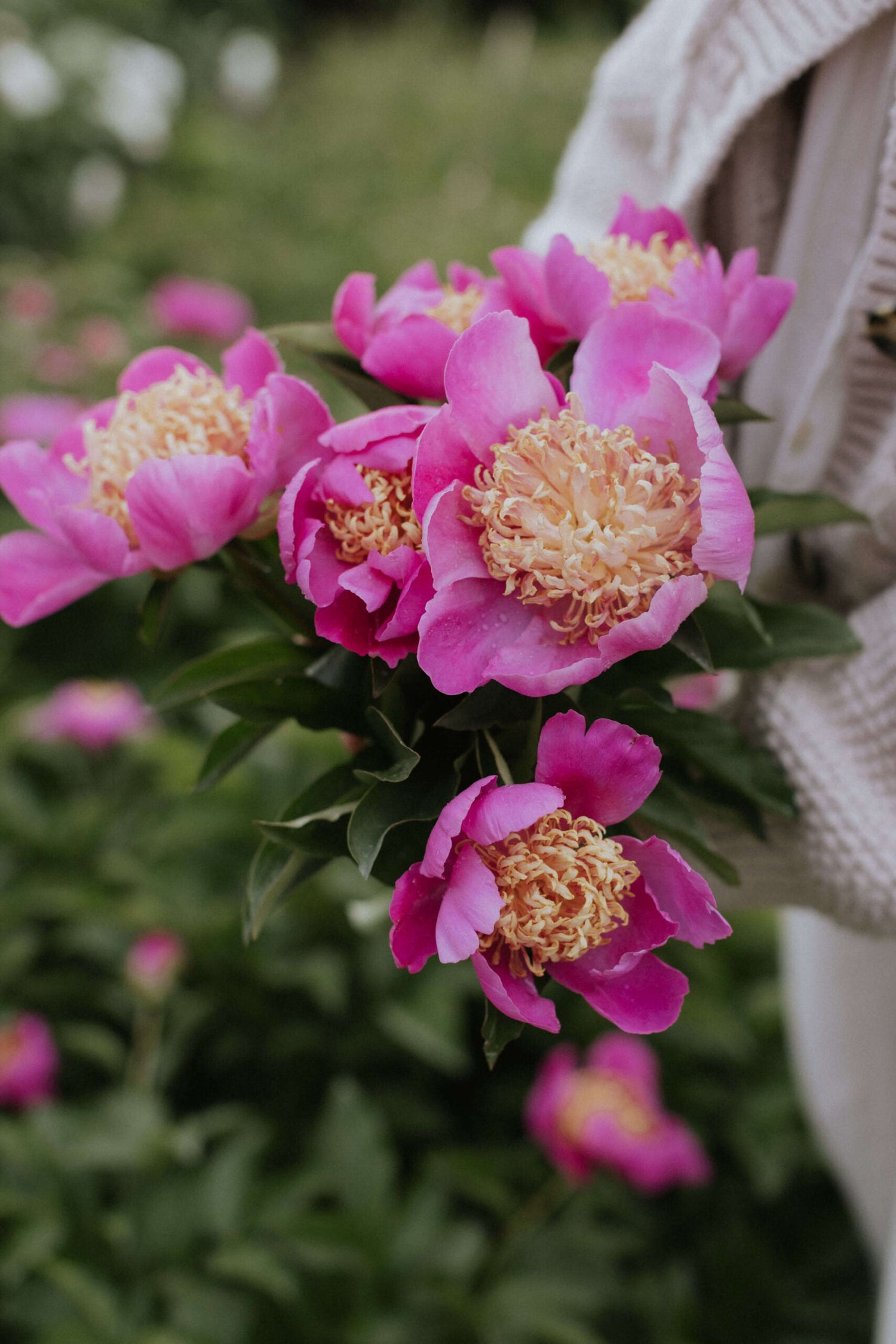 Patio Peony - Kiev