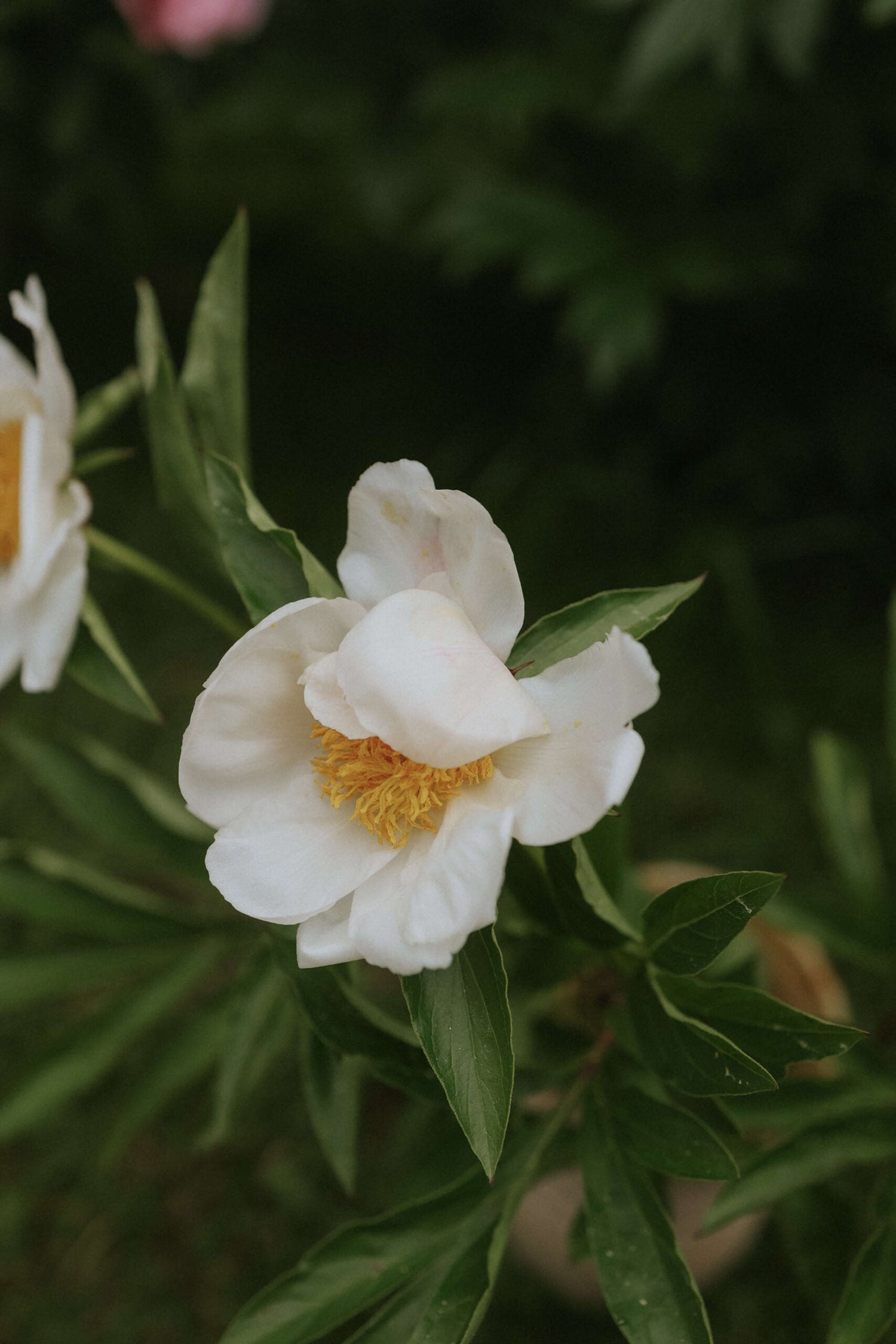 Patio Peony - Madrid