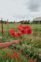 Valmue - Single Red, English Poppy EKO