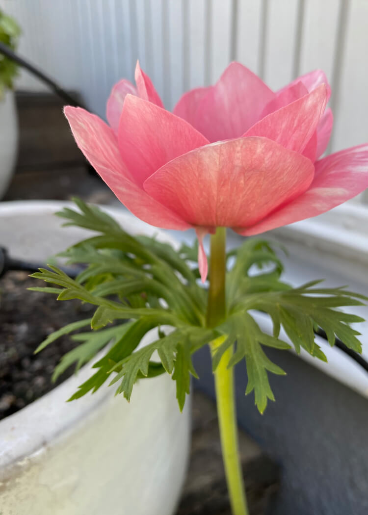 Anemone - Mistral Rosa Chiaro