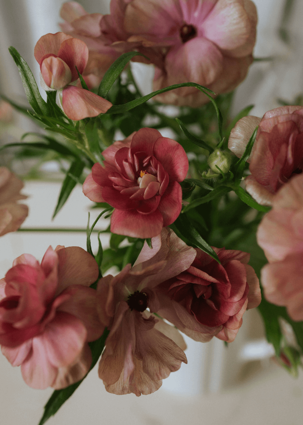 Butterfly Ranunculus - Musa