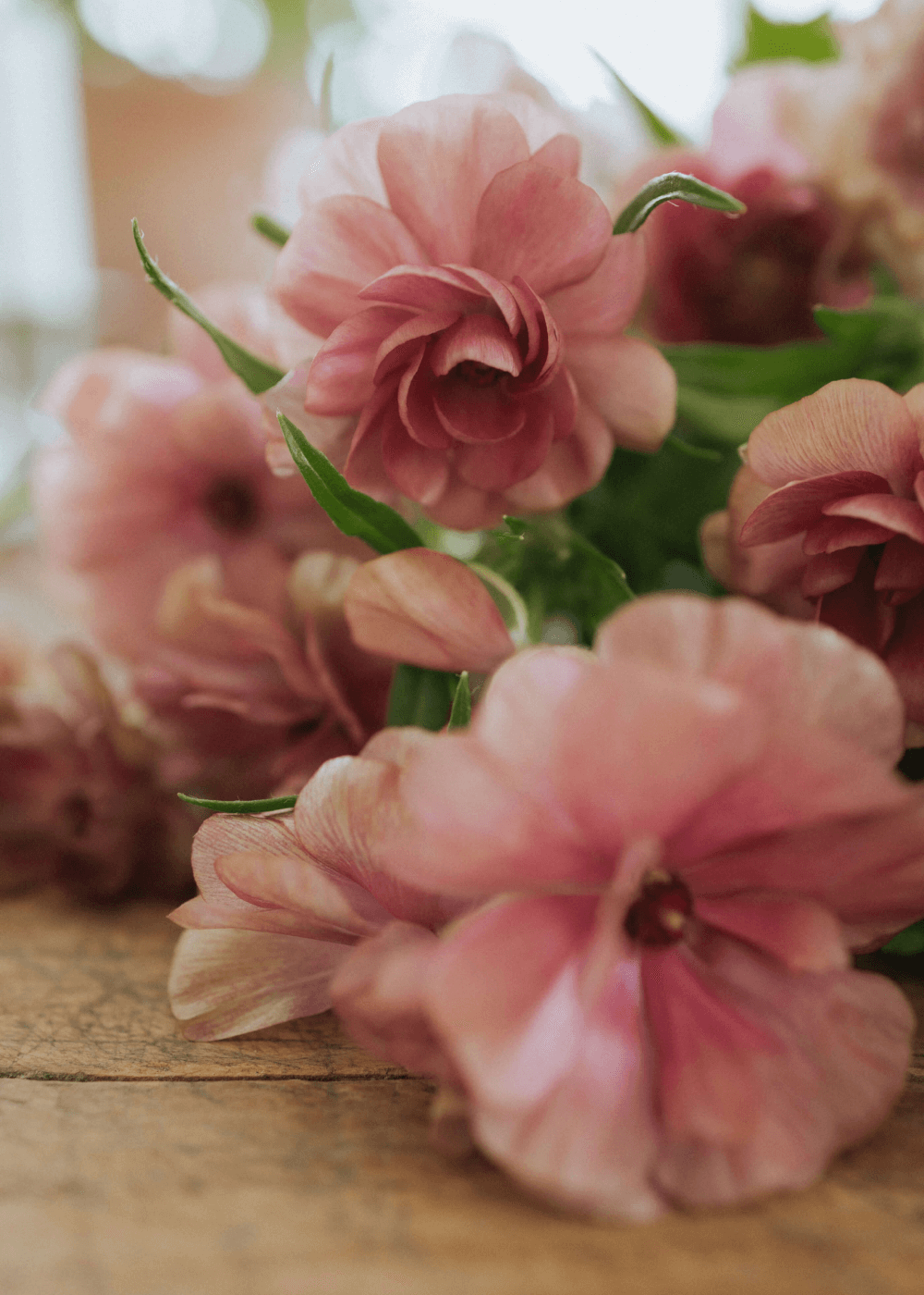 Butterfly Ranunculus - Musa