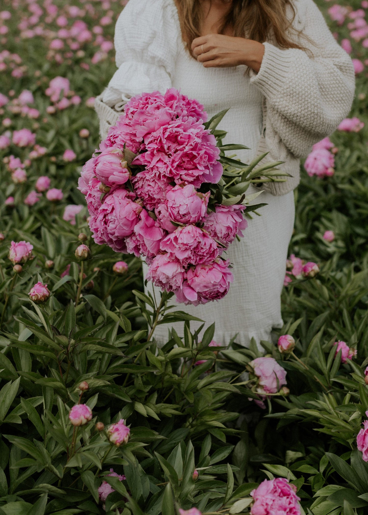 Pion - Alexander Fleming