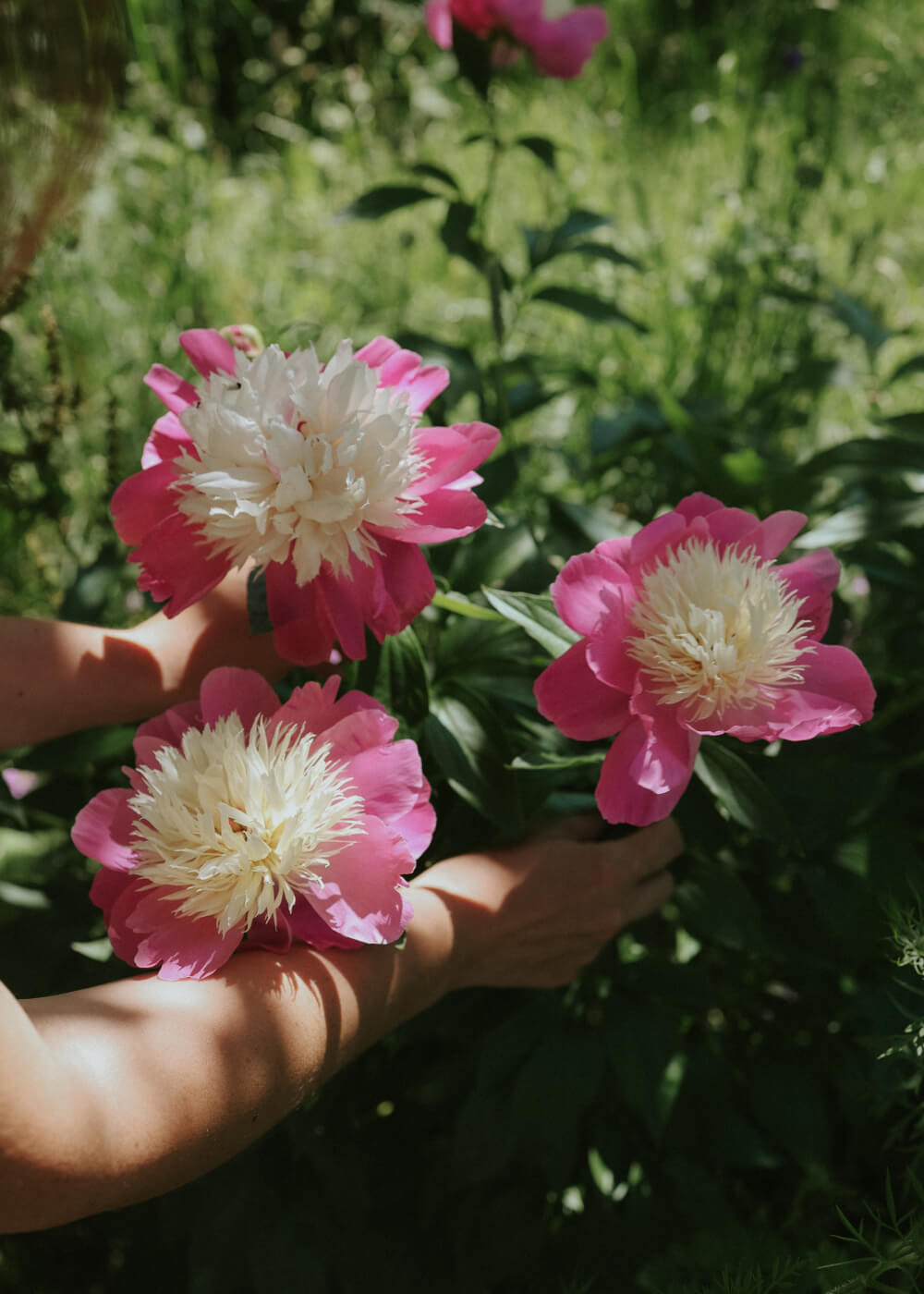 Pfingstrose - Bowl of Beauty