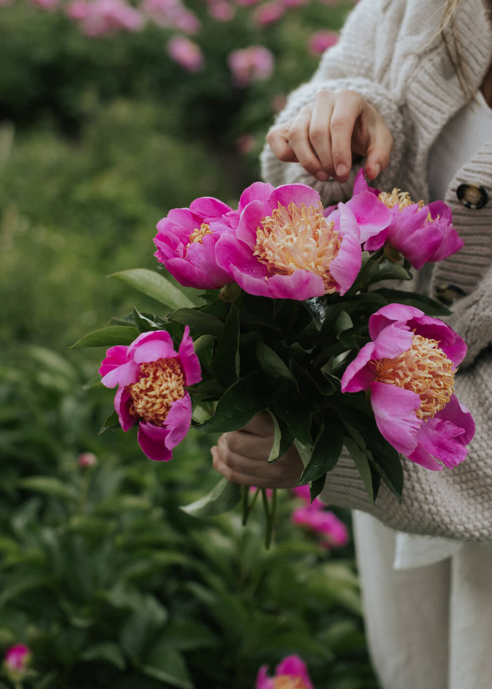 Pion - Bowl of Beauty