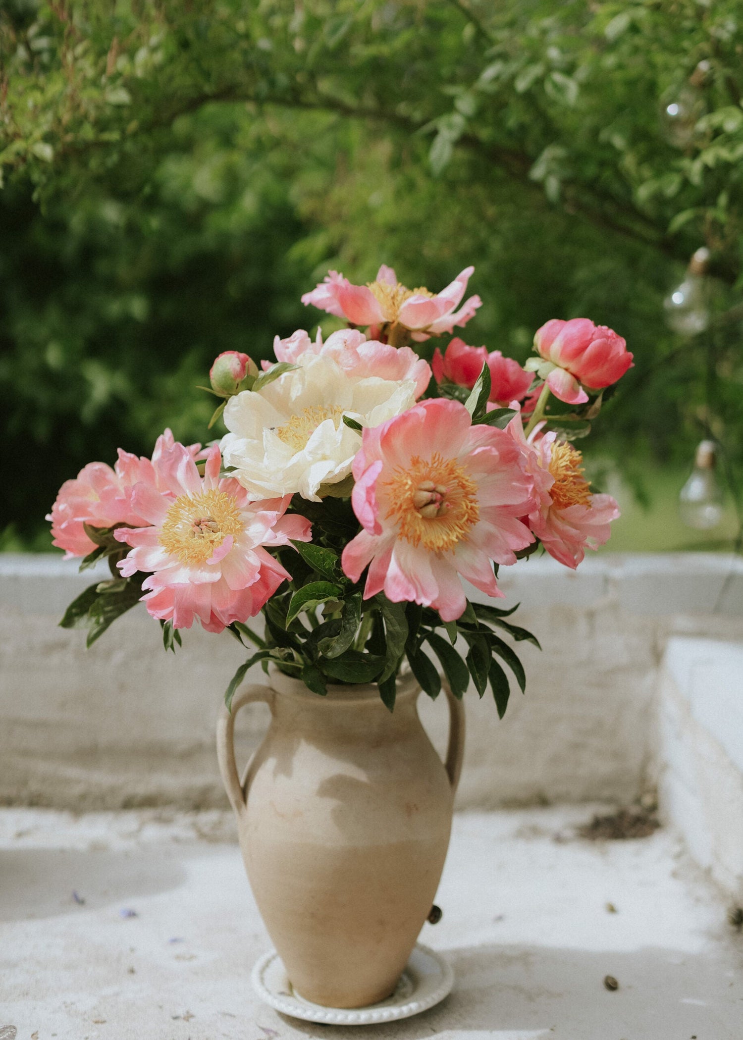 Pivoine - Coral Charm